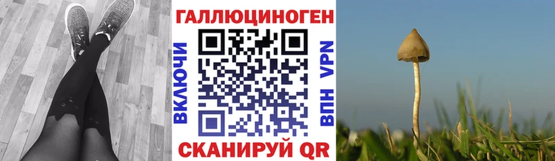 купить   Правдинск  Галлюциногенные грибы Cubensis 